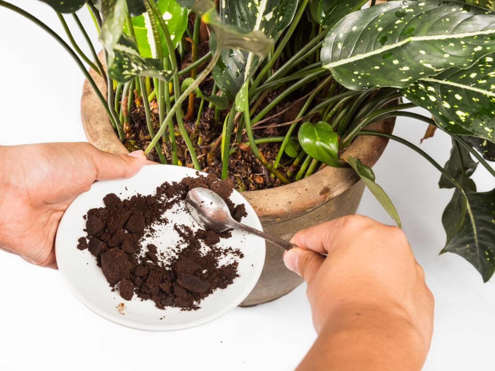 Fertilizer from Coffee Grounds - Dellaria's Food